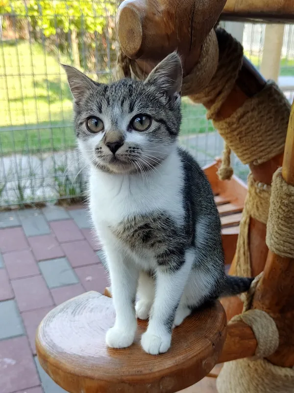 Kot do adopcji, Włocławek, 4 sierpnia 2025 (2/5)