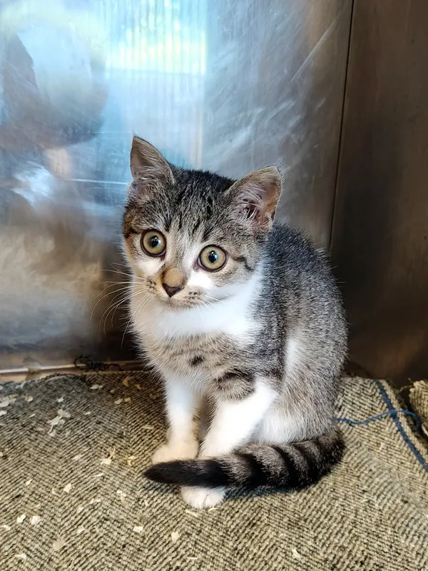 Kot do adopcji, Włocławek, 4 sierpnia 2025 (5/5)