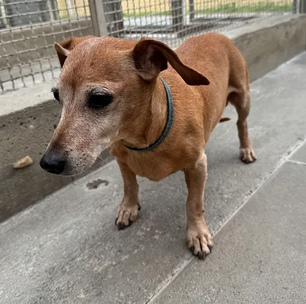 Znaleziono psa, Gdańsk, 5 sierpnia 2025