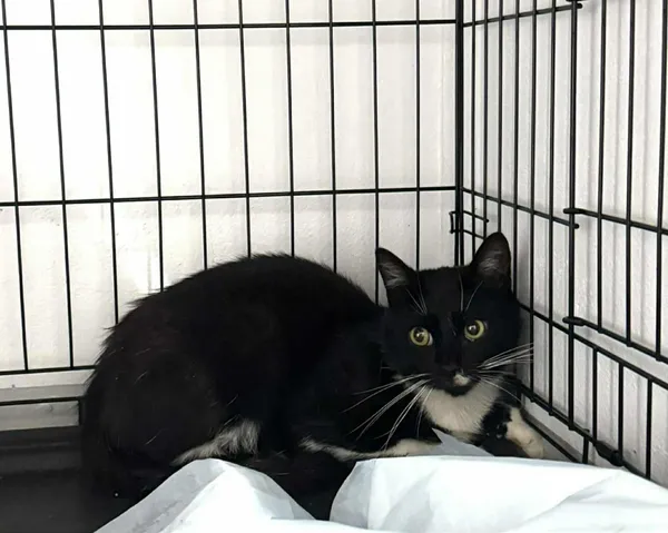 Znaleziono kota, Czartki, 5 sierpnia 2025