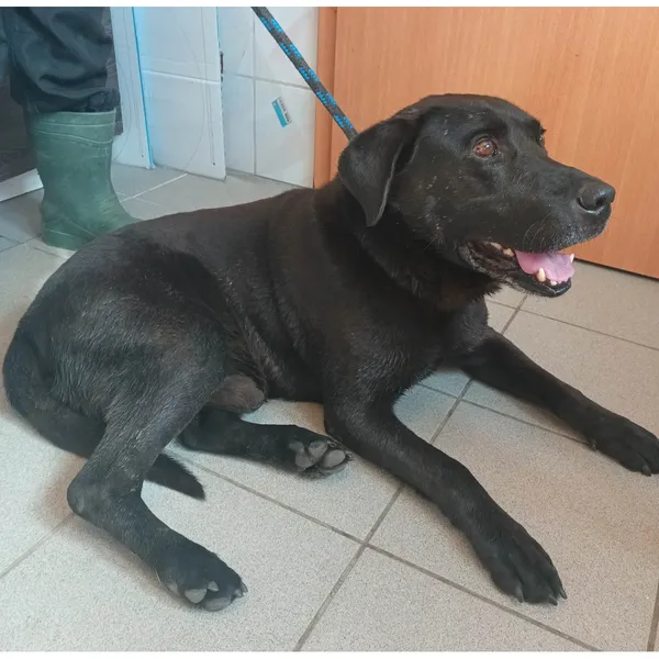 Znaleziono psa, Białystok, 2 sierpnia 2025