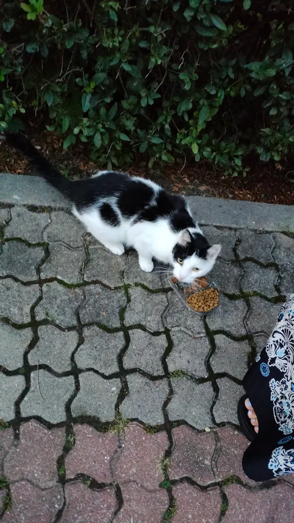 Znaleziono kota, Toruń, Bydgoskie Przedmieście, 5 sierpnia 2025