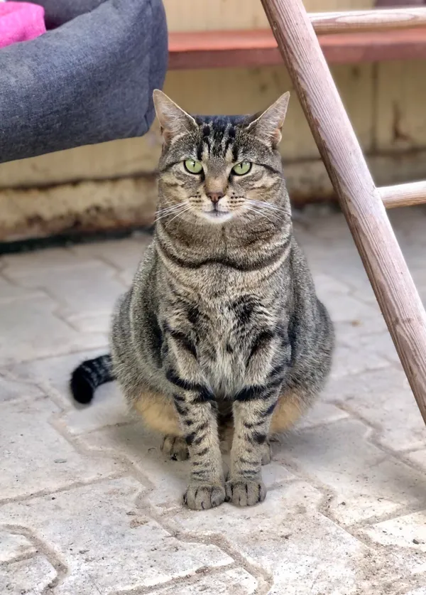 Kot do adopcji, Gdańsk, 5 sierpnia 2025