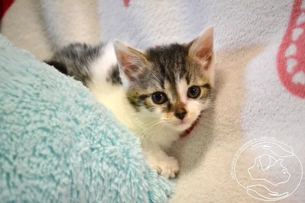 Kot do adopcji, Chełmek, 22 lipca 2025