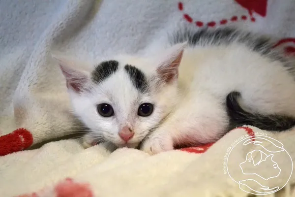 Kot do adopcji, Chełmek, 22 lipca 2025