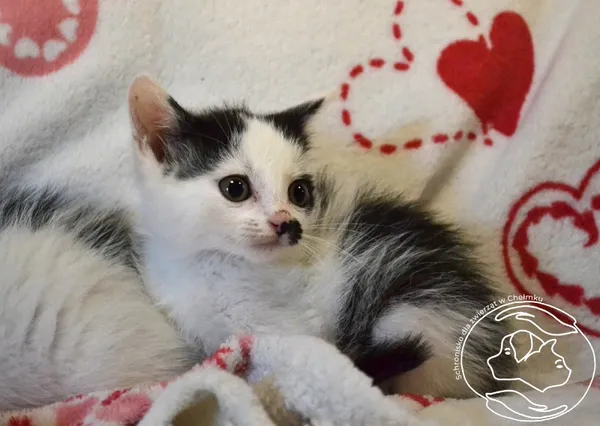 Kot do adopcji, Chełmek, 22 lipca 2025