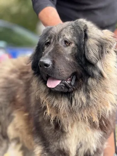 Pies do adopcji, Kraków, 21 lipca 2025 (1/3)