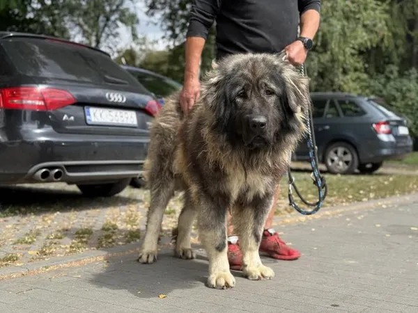 Pies do adopcji, Kraków, 21 lipca 2025 (2/3)