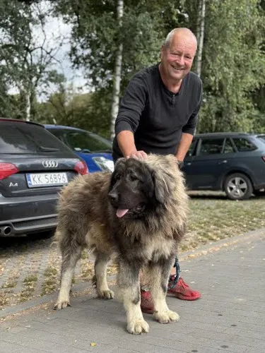 Pies do adopcji, Kraków, 21 lipca 2025 (3/3)