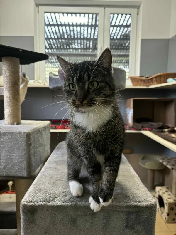 Znaleziono kota, Olsztyn, 25 lipca 2025 (2/3)