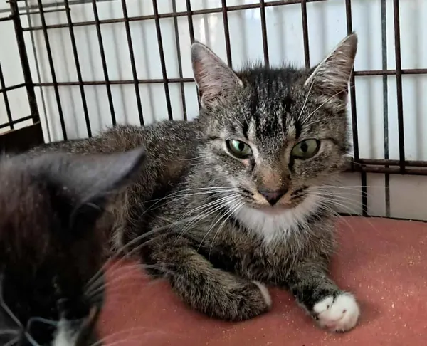 Znaleziono kota, Olsztyn, 25 lipca 2025 (3/3)