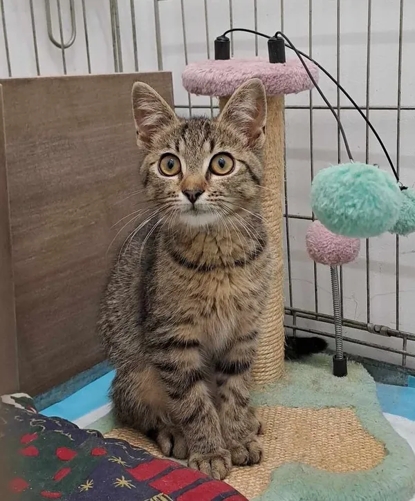 Znaleziono kota, Olsztyn, 1 czerwca 2025