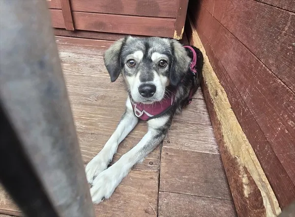 Pies do adopcji, Gorzów Wielkopolski, 5 sierpnia 2025