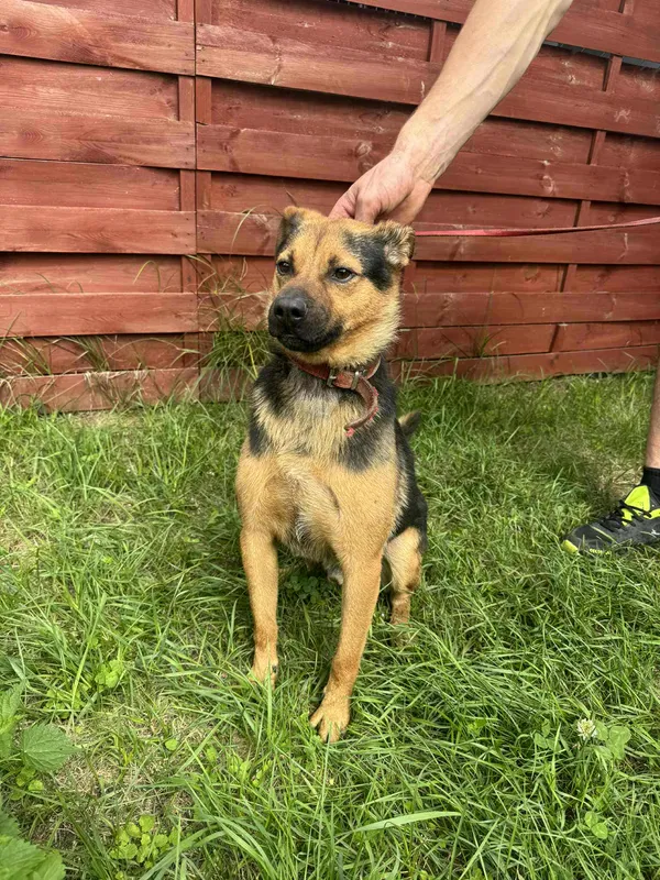 Znaleziono psa, Czartki, 6 sierpnia 2025