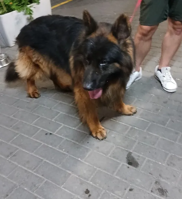 Znaleziono psa, Gdańsk, 6 sierpnia 2025