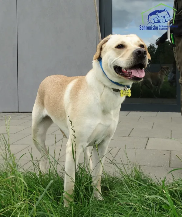 Znaleziono psa, Szczecin, 6 sierpnia 2025