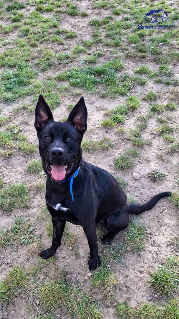 Znaleziono psa, Szczecin, 5 sierpnia 2025 (2/3)