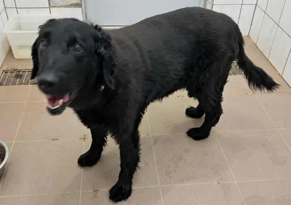 Znaleziono psa, Olsztyn, 6 sierpnia 2025