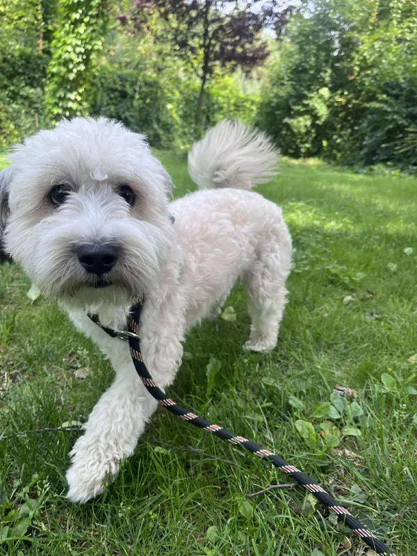 Pies do adopcji, Włocławek, 5 sierpnia 2025 (2/3)