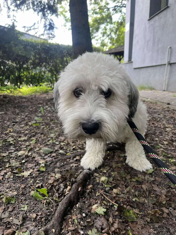 Pies do adopcji, Włocławek, 5 sierpnia 2025 (3/3)