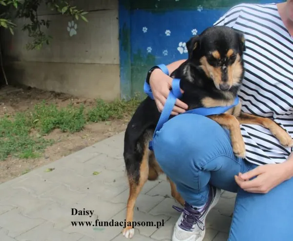 Pies do adopcji, Nowy Dwór Mazowiecki, 6 sierpnia 2025 (3/5)