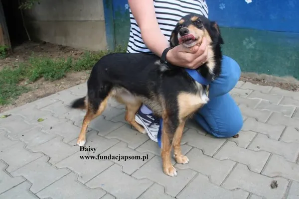 Pies do adopcji, Nowy Dwór Mazowiecki, 6 sierpnia 2025 (5/5)