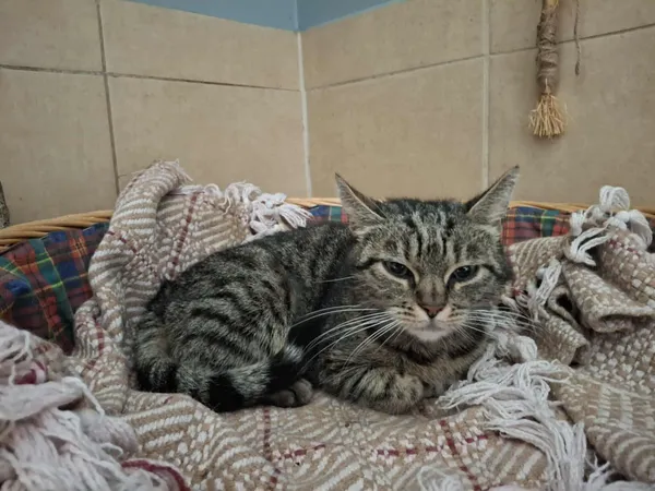 Kot do adopcji, Olsztyn, 6 lipca 2025