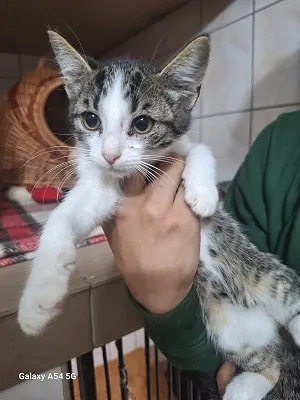 Kot do adopcji, Orzechowce, 5 sierpnia 2025 (1/4)