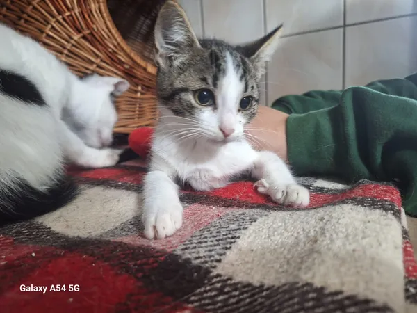 Kot do adopcji, Orzechowce, 5 sierpnia 2025 (2/4)