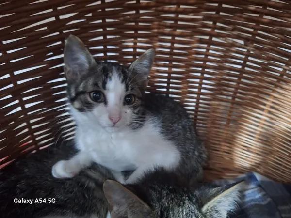 Kot do adopcji, Orzechowce, 5 sierpnia 2025 (4/4)