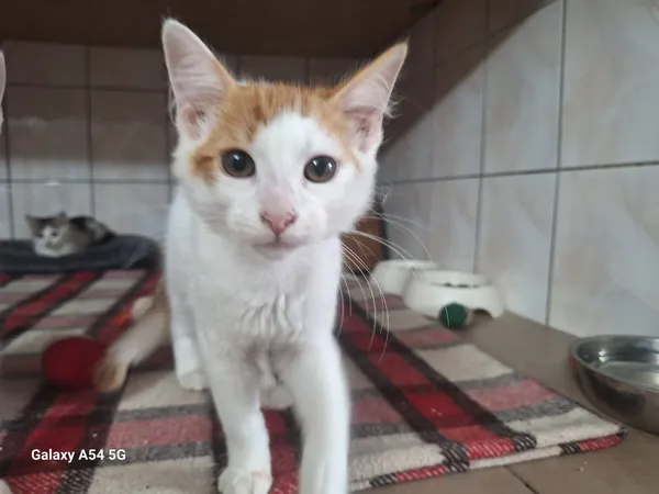 Kot do adopcji, Orzechowce, 5 sierpnia 2025 (3/5)