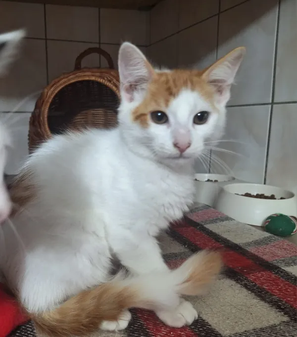 Kot do adopcji, Orzechowce, 5 sierpnia 2025 (4/5)