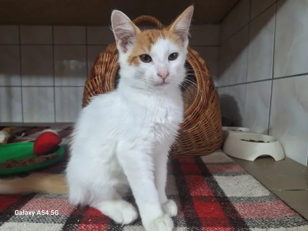 Kot do adopcji, Orzechowce, 5 sierpnia 2025 (5/5)