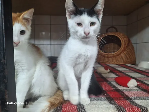 Kot do adopcji, Orzechowce, 5 sierpnia 2025 (2/5)