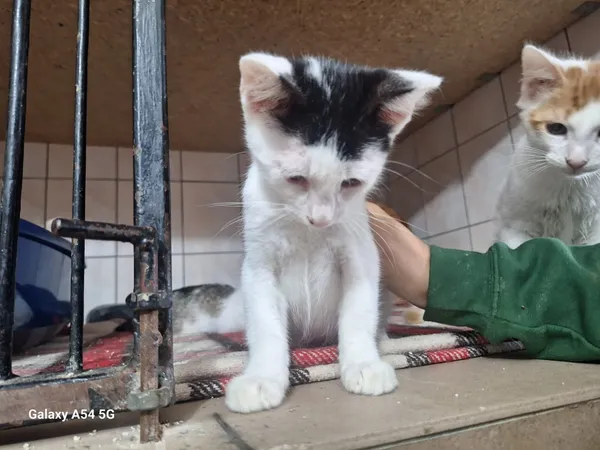 Kot do adopcji, Orzechowce, 5 sierpnia 2025 (5/5)