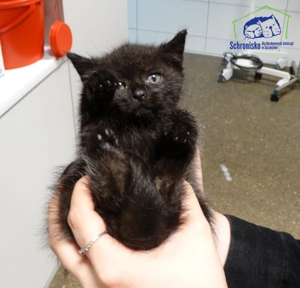 Kot do adopcji, Szczecin, 6 sierpnia 2025