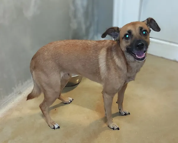 Znaleziono psa, Lublin, 5 sierpnia 2025