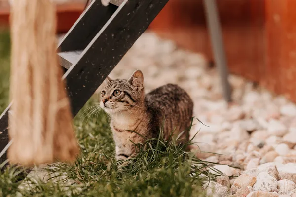 Kot do adopcji, Czartki, 6 sierpnia 2025 (3/5)