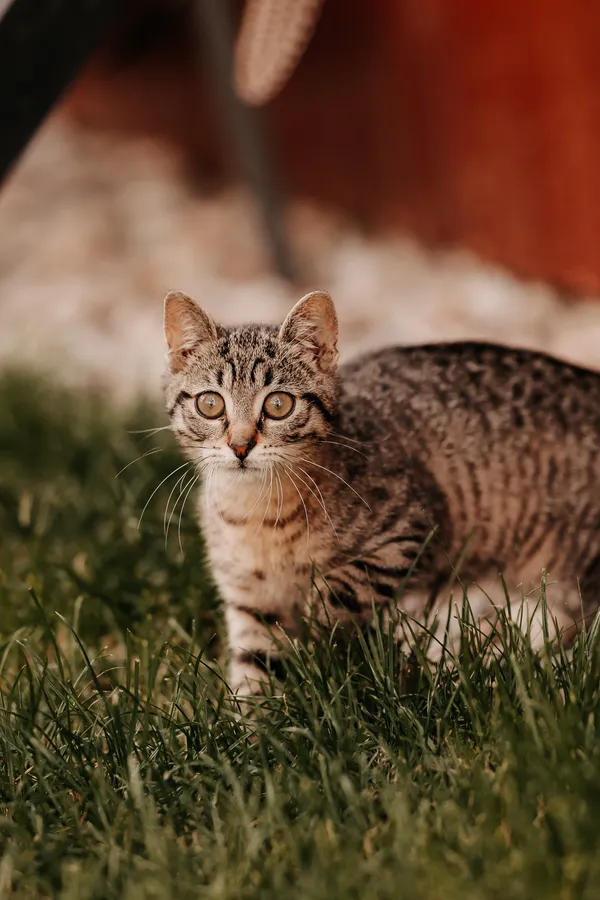 Kot do adopcji, Czartki, 6 sierpnia 2025 (4/5)