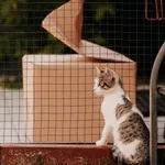 Kot do adopcji