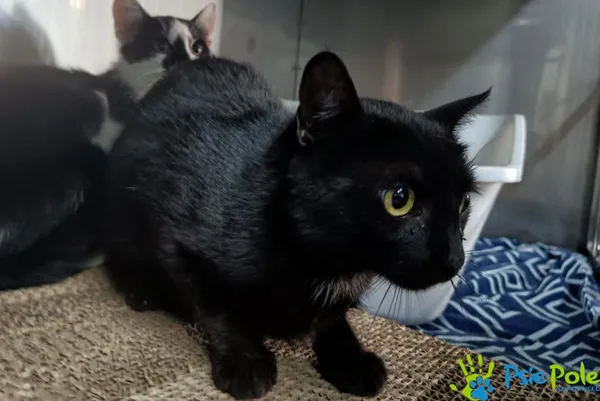 Kot do adopcji, Racławice, 4 sierpnia 2025 (3/3)