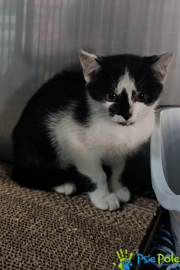 Kot do adopcji, Racławice, 4 sierpnia 2025 (3/5)