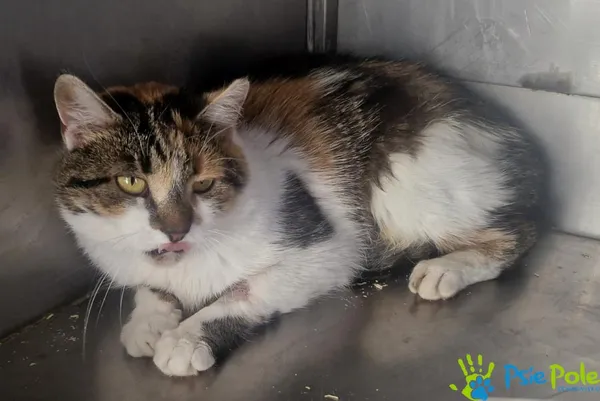 Kot do adopcji, Racławice, 30 lipca 2025 (1/3)