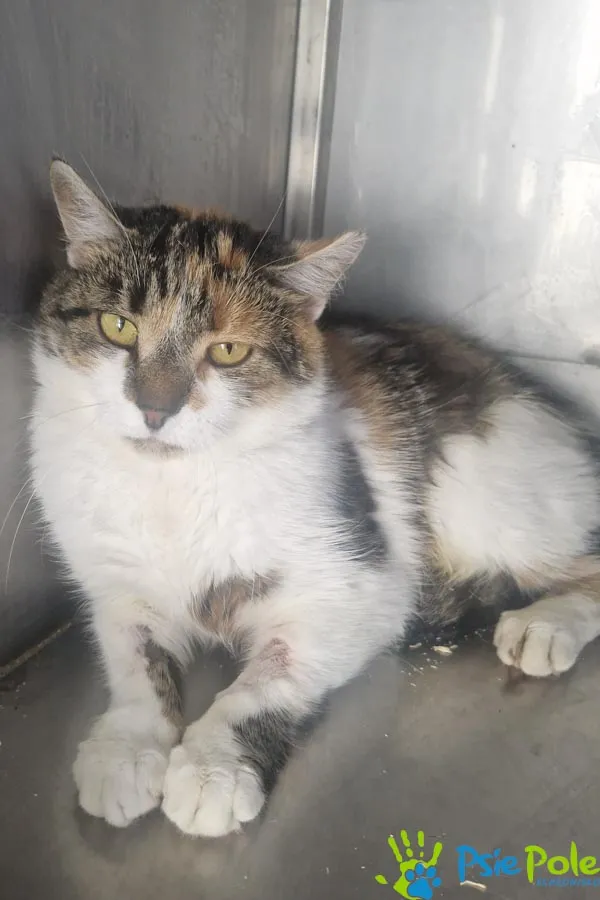 Kot do adopcji, Racławice, 30 lipca 2025 (3/3)