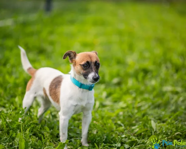 Znaleziono psa, Racławice, 29 lipca 2025 (1/5)