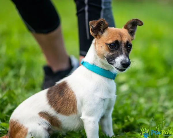 Znaleziono psa, Racławice, 29 lipca 2025 (4/5)