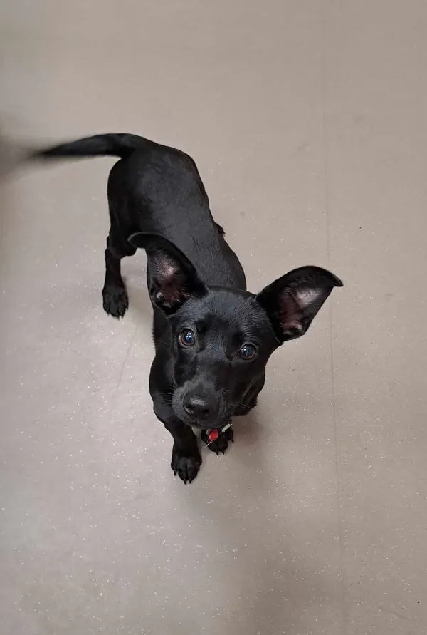 Pies do adopcji, Olsztyn, 27 lipca 2025