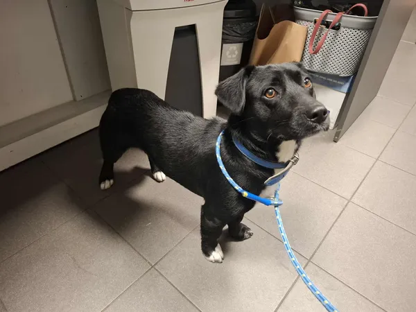 Znaleziono psa, Bydgoszcz, 5 sierpnia 2025