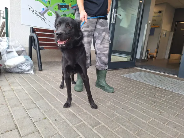 Znaleziono psa, Bydgoszcz, 5 sierpnia 2025