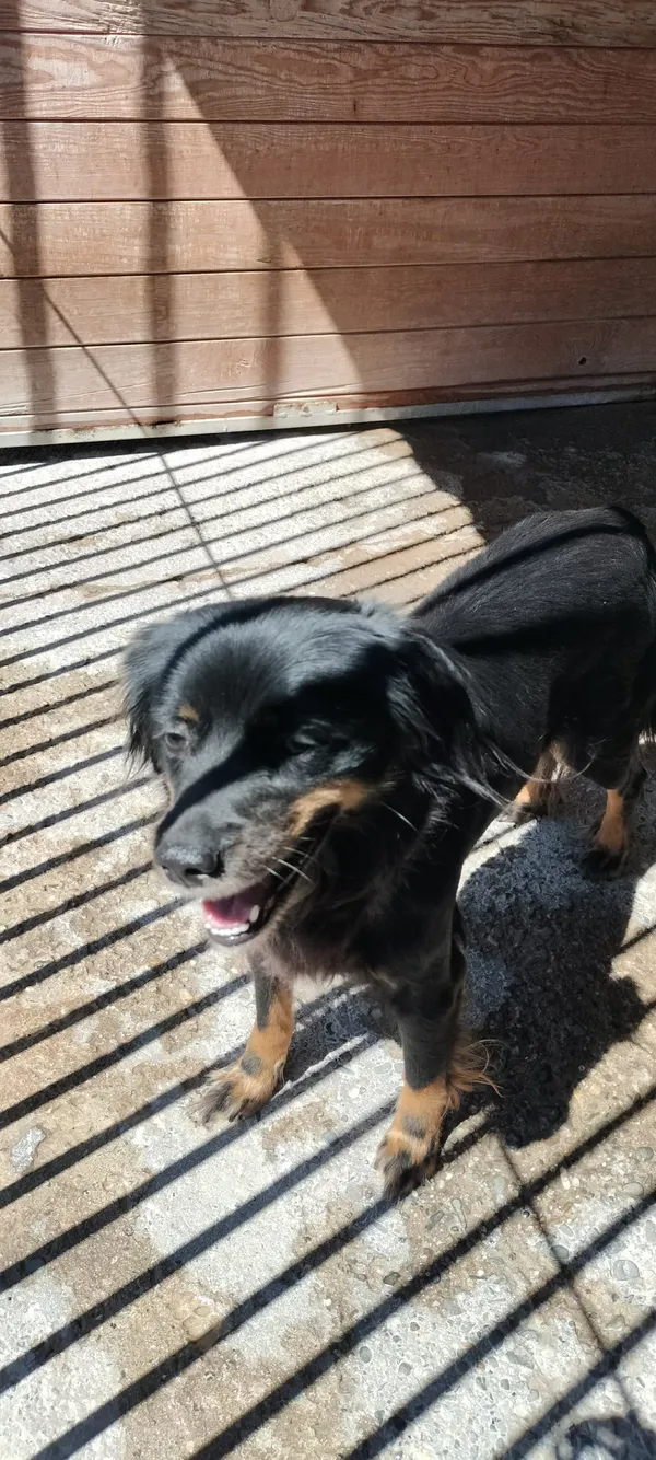 Znaleziono psa, Sosnowiec, 5 sierpnia 2025 (2/3)